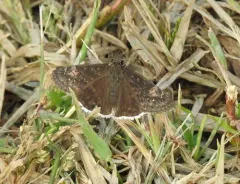 Funereal Duskywing thumbnail 4