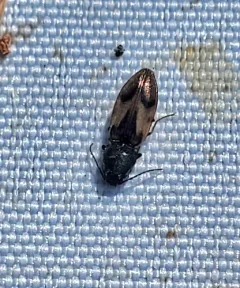 Propelling Click Beetle thumbnail 4
