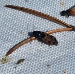 Three-spotted Click Beetle thumbnail 4