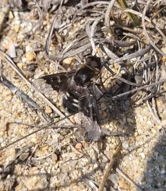 Thyridanthrax fenestratoides thumbnail 3