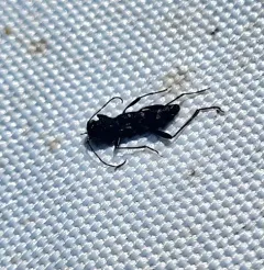 Neoclytus muricatulus thumbnail 4
