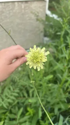 Giant Scabious thumbnail 2