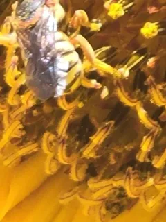 Curved Pebble Bee thumbnail 3