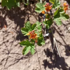 Crater Lake currant thumbnail 4