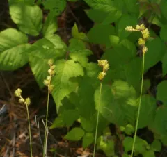 Merritt Fernald's sedge thumbnail 3