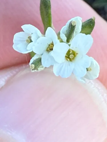 Norwegian Whitlow-grass