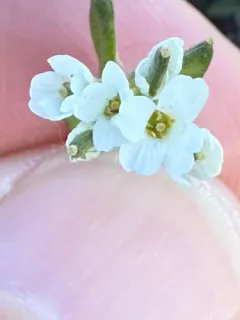 Norwegian Whitlow-grass thumbnail 1