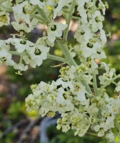 Siskiyou false-hellebore thumbnail 4