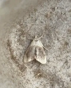 Sooty Lipocosmodes Moth thumbnail 4