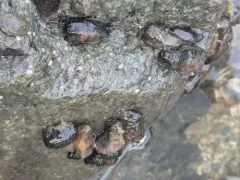 Tiny Black Sea Cucumber thumbnail 3