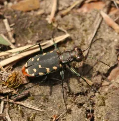 Eastern Red-bellied Tiger Beetle thumbnail 4