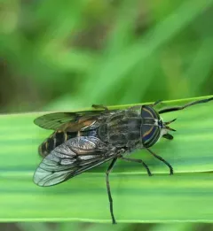 Orange-sided Horse Fly thumbnail 4