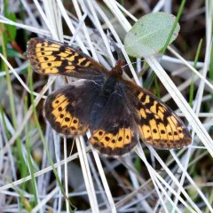Frigga Fritillary thumbnail 4
