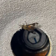 Chrysops lateralis thumbnail 4