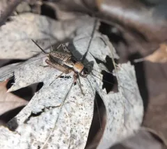 Wood Cricket thumbnail 3