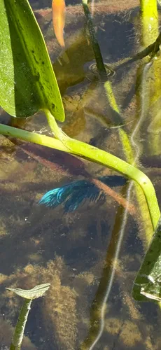 Siamese Fighting Fish