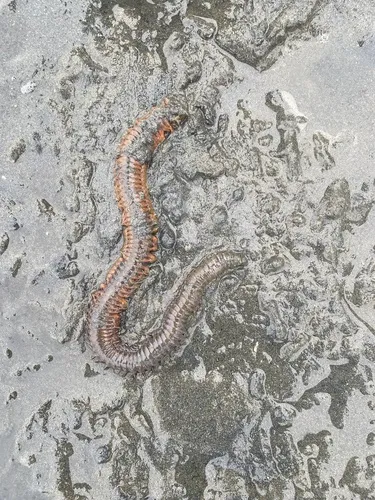 Giant Piling Worm