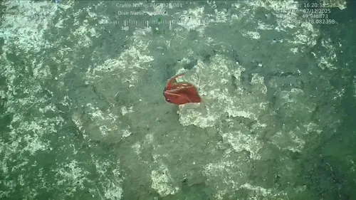 Octopoteuthis deletron