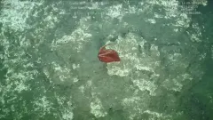 Octopoteuthis deletron thumbnail 1