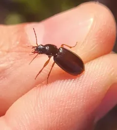 Synuchus impunctatus thumbnail 3