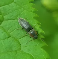 Dark Click Beetle thumbnail 4