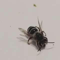 Broad-footed Cellophane Bee thumbnail 4
