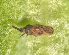 Fringetree Lace Bug thumbnail 4
