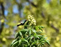 Broad-billed Hummingbird thumbnail 3