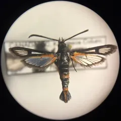 Buckwheat Root Borer Moth thumbnail 4