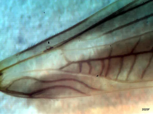 Hairy Needlefly