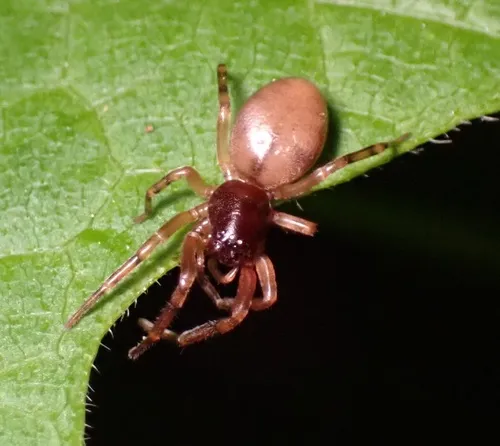 Meriola californica