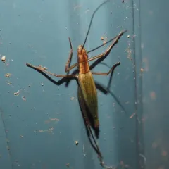 Pine Tree Cricket thumbnail 2
