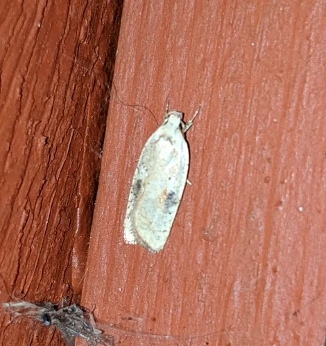 Gorse Tip Moth