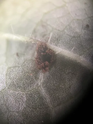 Puccinia heucherae