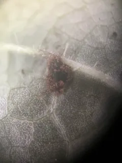 Puccinia heucherae thumbnail 1