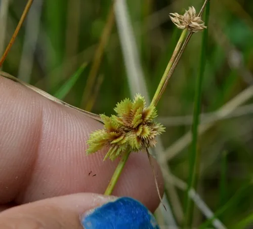 Short-point Flatsedge