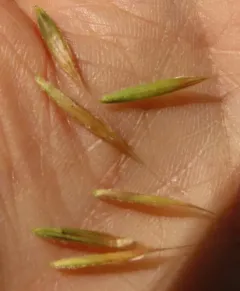 columbia brome thumbnail 2