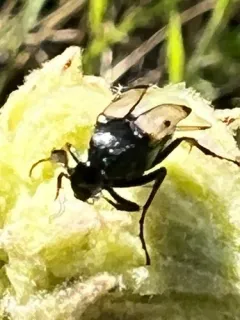 Macrosiagon pectinata thumbnail 1