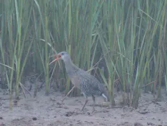 Clapper Rail thumbnail 4