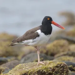American Oystercatcher thumbnail 4
