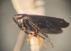 Limotettix anthracinus thumbnail 4