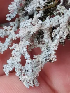 Woolly Foam thumbnail 3