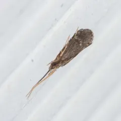 Cyrnellus fraternus thumbnail 4