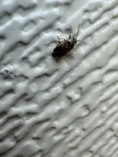 Deraeocoris nebulosus thumbnail 4