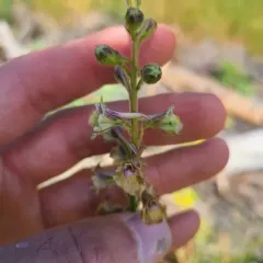 Wenatchee Larkspur thumbnail 3