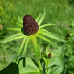 Wenatchee Mountain coneflower thumbnail 2