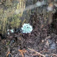 Trichoderma viride thumbnail 4