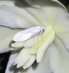 Eastern Yucca Moth thumbnail 4