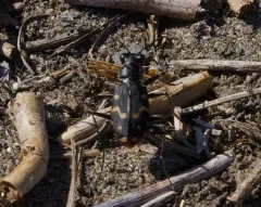 Wetsalts Tiger Beetle thumbnail 2