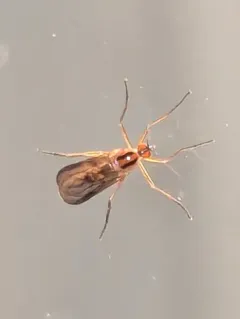 Rhamphomyia vittata thumbnail 4